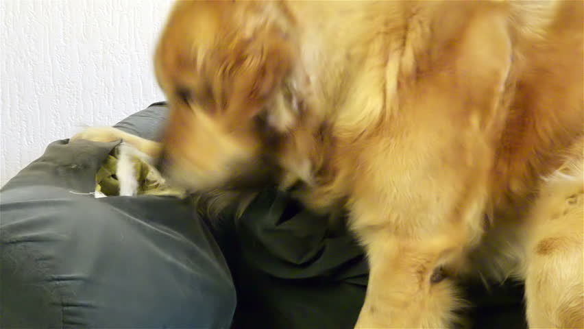 Dog demolishes chair 