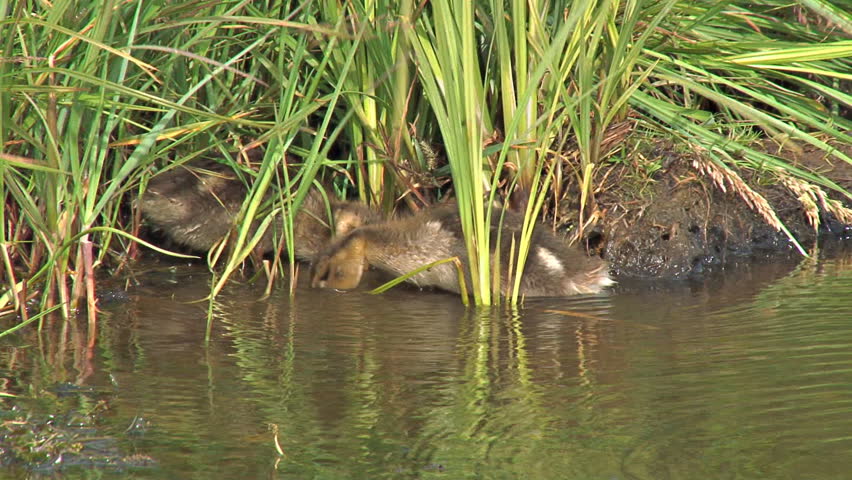 Two little baby ducklings snarfling in the muck at the edge of a lake, hemmed by green grasses.