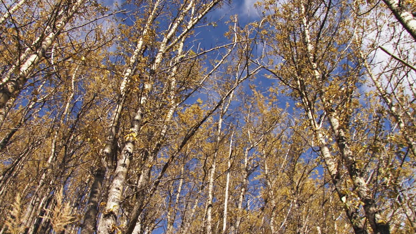 Autumnal panning and slider shot. Camera motion opens perception of the grandeur of this mid-season forest.