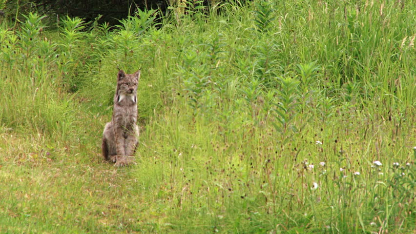 A wild Alaskan lynx patiently sitting at the edge of the forest meadow, watching and hoping for the chance to attack barnyard fowl.