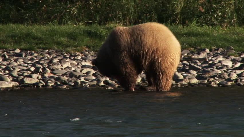 Female brown bear (grizzly) scavenging on the bank of the Kenai River in autumn, tosses a sockeye carcass onto the rocks and rips into it.