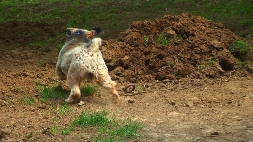 Tibetan terrier running after his rubber toy
