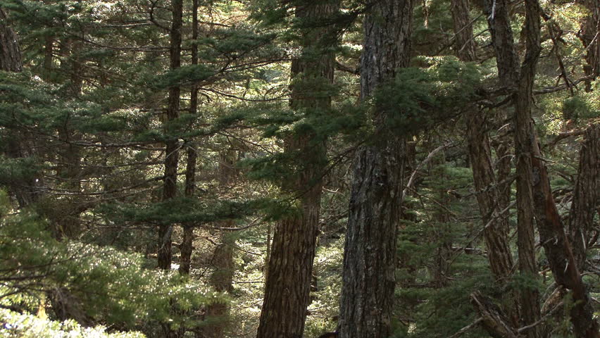 Zoom out from mid-trunk pair of large hemlock trees to overview of deep forest in Alaska, on the Kenai Peninsula near Seward.