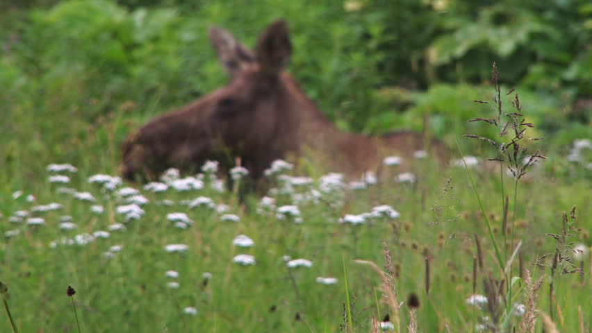 Focus pull from foreground grass tassels to a reclining moose cow in repose looking toward the camera in evening.