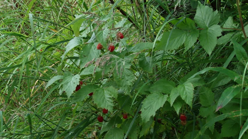 Medium shot of clusters of ripe wild raspberries being picked by a man in Alaska.