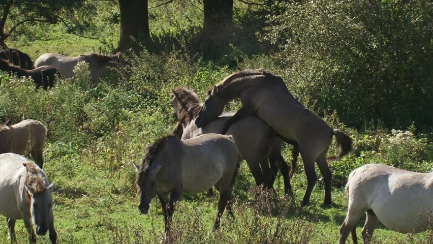 Stallion covering a mare in herd. Semi-wild herds of koniks can be seen today in many nature reserves.