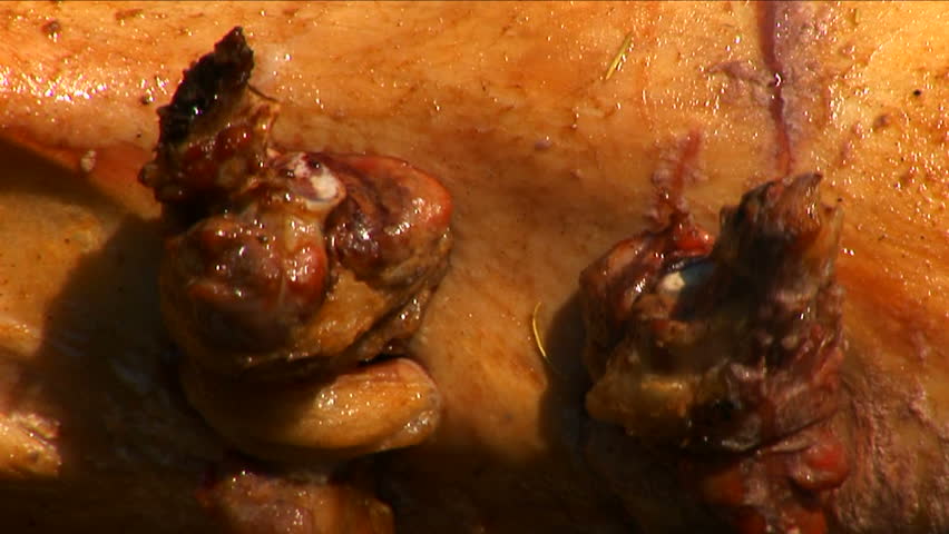 Traditional Serbian roasting of a lamb

