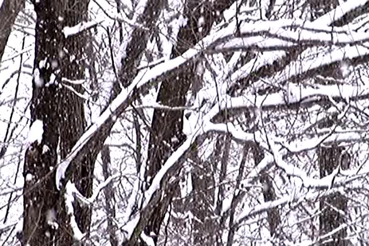 Winter Weather Snow Falling Blizzard Storm - Can be looped continuously