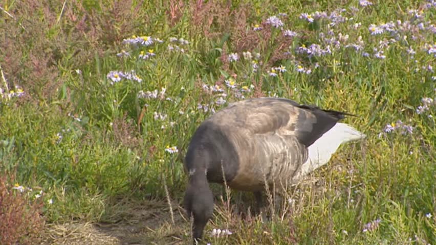 brant goose or brent goose (Branta bernicla ) foraging in tidal estuary with Limonium vulgare blooming.