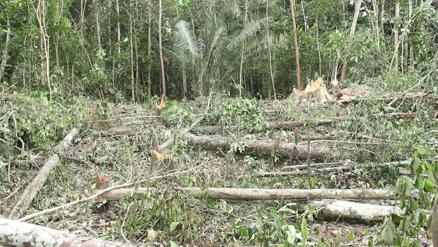 Tropical rainforest felled for slash and burn agriculture in Ecuador