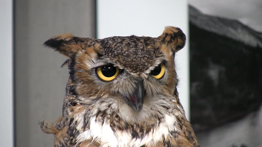 Tight HD head shot of a horned owl on display in a nature center