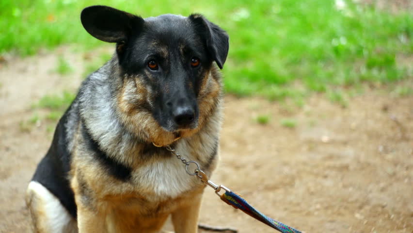 SUPER 35MM CAMERA - Lonely dog longing for attention 