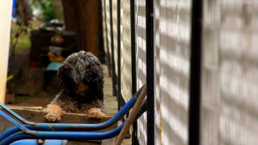 SUPER 35MM CAMERA - Tibetan terrier looking around 
