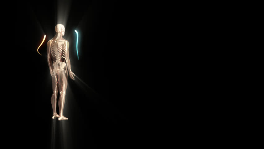 3D video displaying one quarter clockwise rotational visualisation of human man anatomical model showing full body skeleton, nerves and coloured lines moving against black background