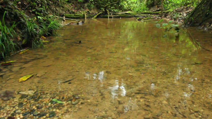 Stream in primary tropical rainforest, Ecuador