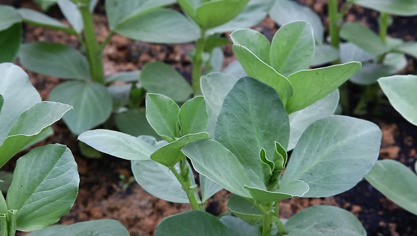 broad bean sapling in the garden