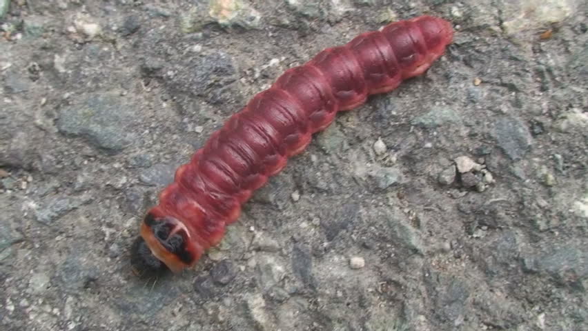 big creeping grub macro
