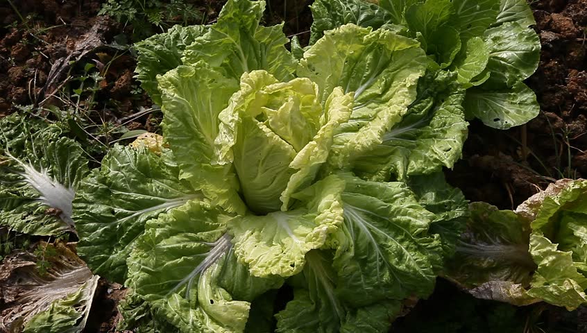 sapling of "Baby Chinese Cabbage", a kind of cabbage,also called Endive
