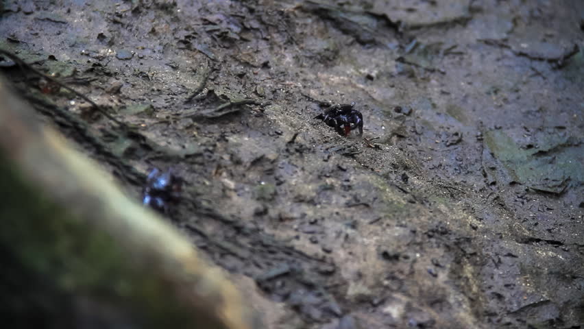 Crab in mangrove forest