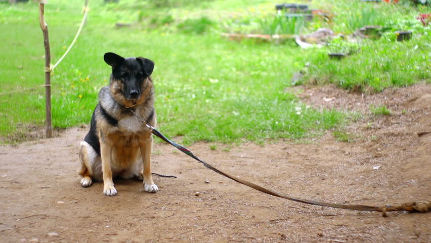 SUPER 35MM CAMERA - Lonely dog longing for attention 