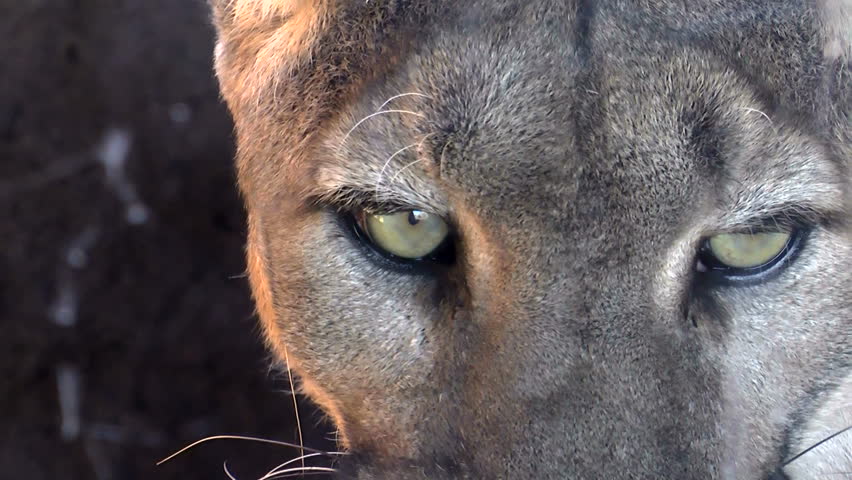 Mountain lion face, eyes, close up. 1080p