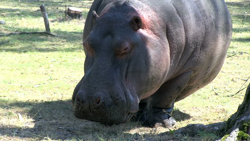 Hippopotamus on land, heating, yawning and walking in zoo