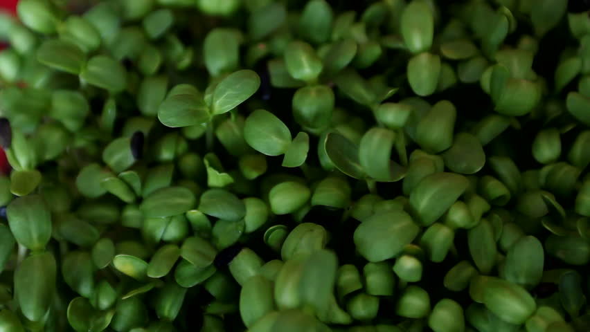 Tray of sunflower sprouts view from above
