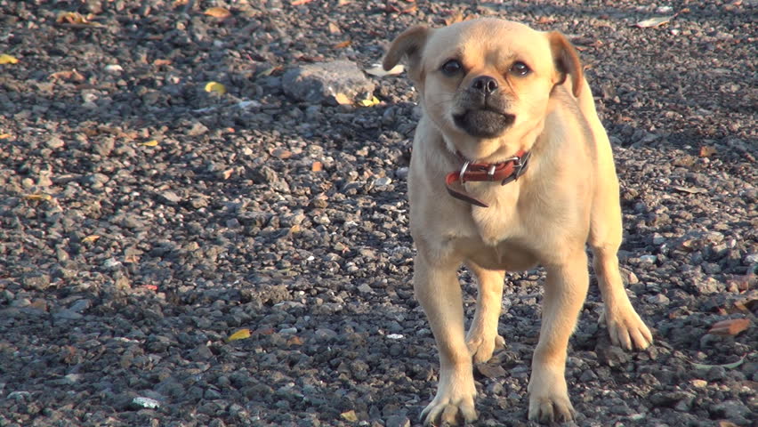 Barking Dog, Audio