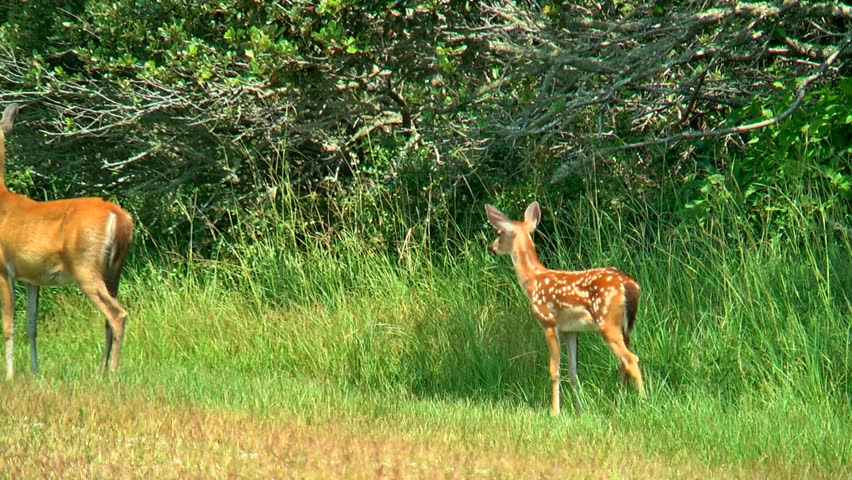 A mother and her spotted fawn run away from what they perceive as danger