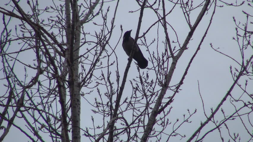 Crow Sitting on a Bare Branch in a Tree