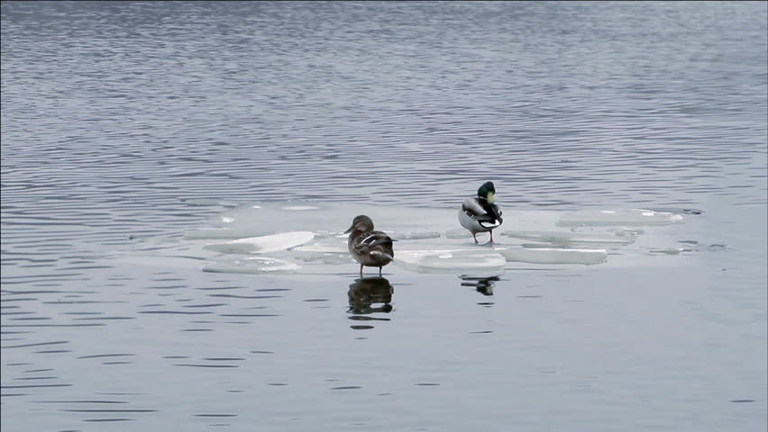 Ducks on the ice floe in the spring