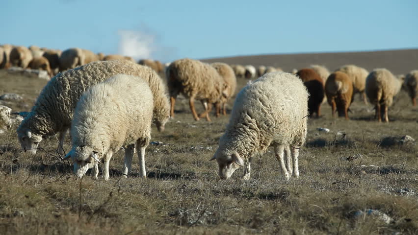 Flock Of Sheep Grazing On Crimean Mountain Plateau