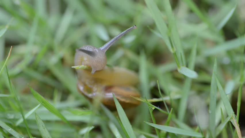 A snail slowly nibbling grass