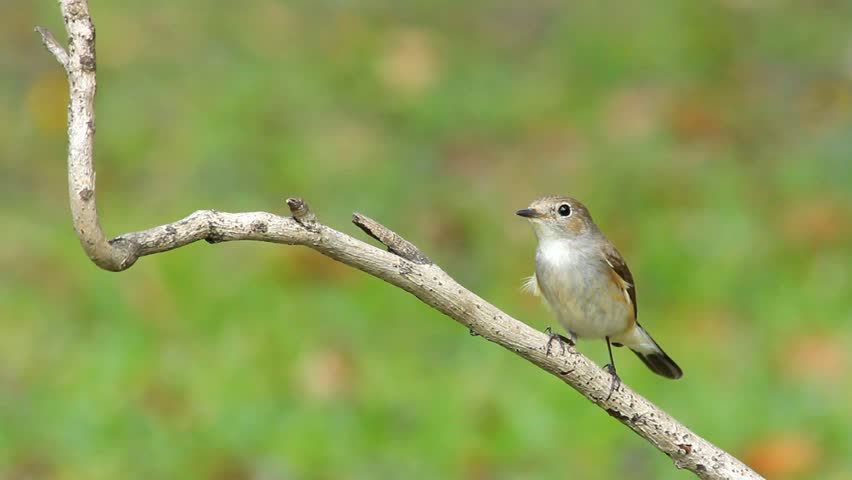 The bird eating a worm on a stick. ,Red-throated Flycatcher 