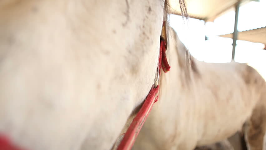 Close up of peaceful Spanish Horses (Andalusian Horses) resting inside their barn 