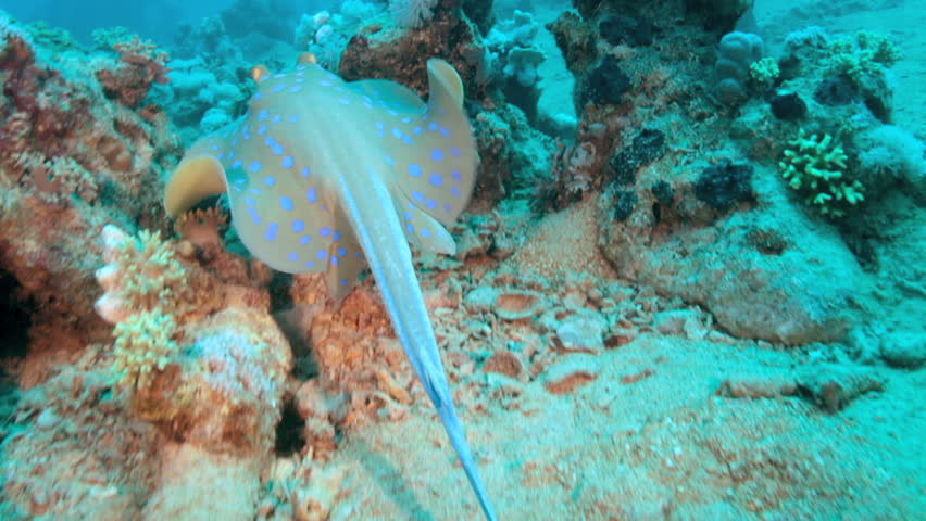 Stingray swims on the coral reef. Red sea.