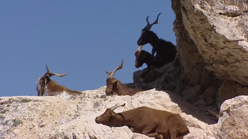VERDON GORGE, FRANCE: brown goats ruminating on rock against blue sky