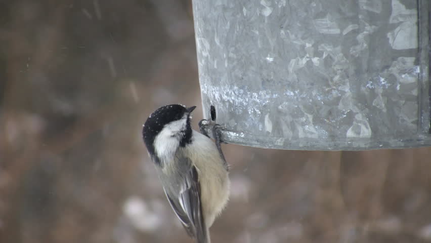 Hungry Black-capped Chickadees continuously eat seeds from a metal bird feeder (High Definition)