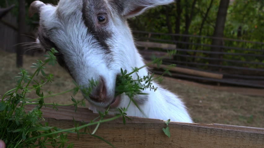 goat farming. goat eats greens. 