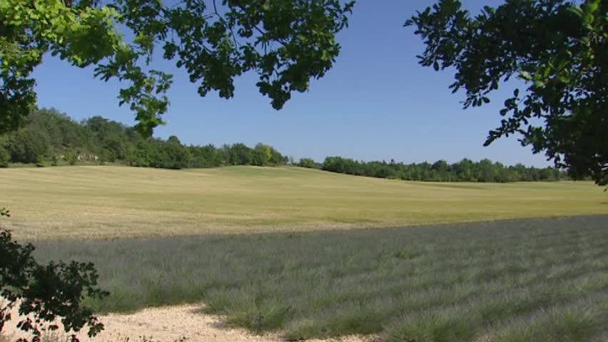 PUIMOISSON, PROVENCE, FRANCE: lavender field + corn field pan lr
