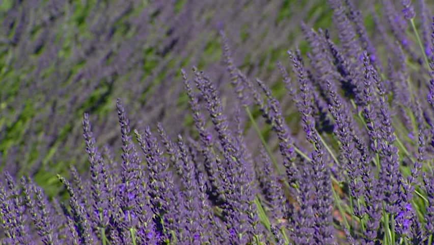 lavender field rows blooming in wind - close up. Lavender flowers and leaves are used as an herbal medicine, oil or herbal tea and are part of the culinary herb blend herbes de Provence.