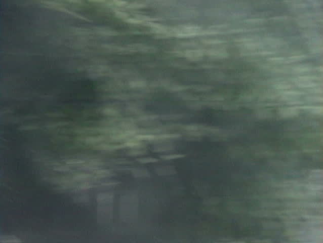 Strong Hurricane Winds and rain blowing through palm trees.