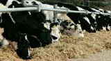 Cows feeding in large cowshed