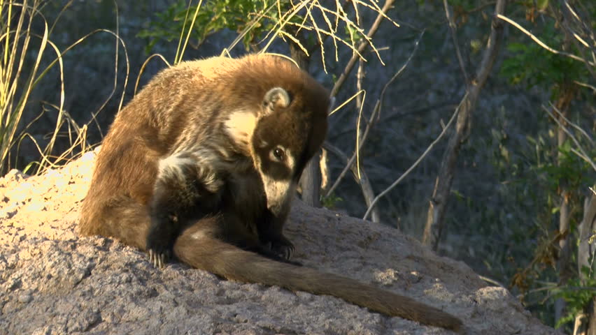 Coati or coatimundi, an animal with a raccoon-like face, sits on a rock in a patch of sunlight, chewing, gracefully lifts bushy tail with its sharp claws. 1080p