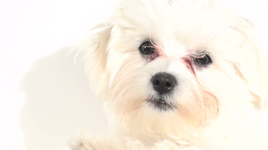 Maltese puppy against white - HD