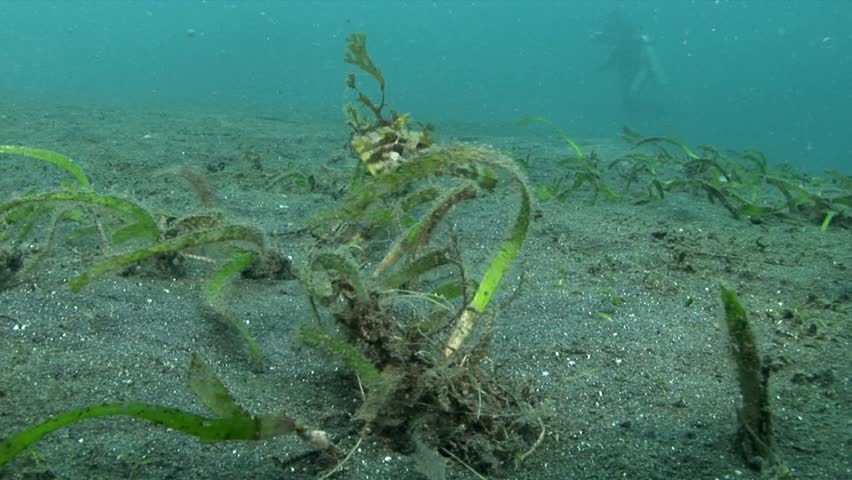 strange underwater creatures. sequence. lembeh strait indonesia