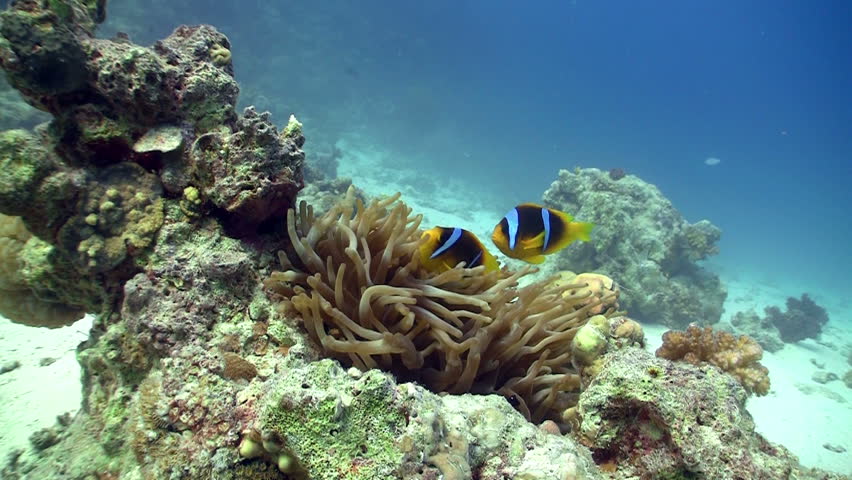 Clown Anemonefish on Coral Reef, Red sea