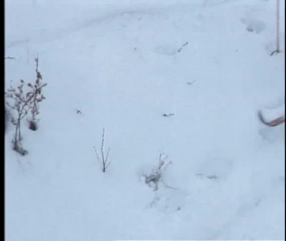Skier pulling out a handgun in wooded area
