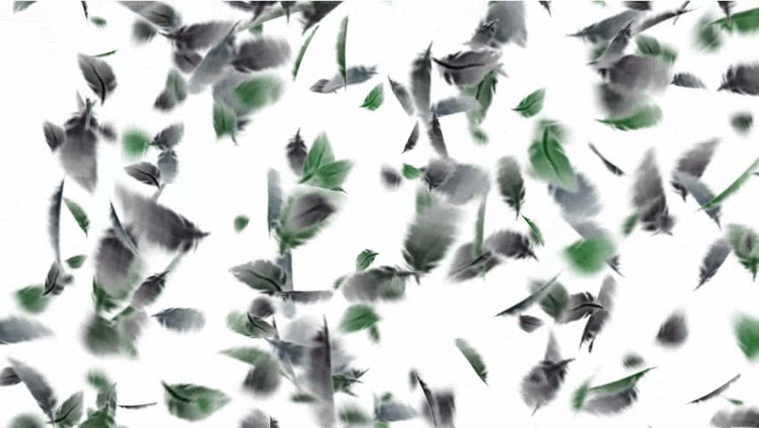bird feathers falling.feathers 