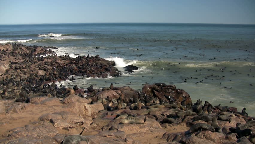 colony of grey seals 
Crosskap ( Namibia , Africa ) May 2012
